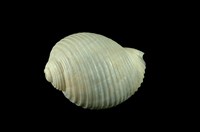 藏品(褐鶉螺)的圖片